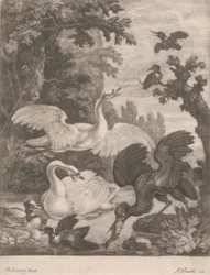 Aves aquáticas