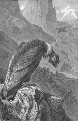 O Condor, c1885, 1890