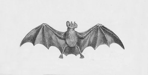 Morcego-vampiro, c1885, 1890
