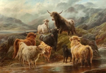Gado das terras altas, 1894