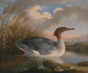 Um Dun Diver (Goosander)