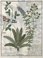 Samambaias, Brambles e flores, ilustração do livro de medicamentos simples por Mattheaus Platearius