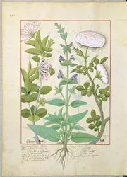 Madressilva, sábio e rosa, ilustração do livro de medicamentos simples por Mattheaus Platearius 133v
