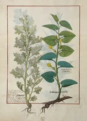 Ilustração do livro de medicamentos simples de Mattheaus Platearius