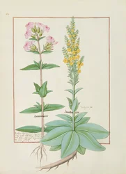 Ilustração do livro de medicamentos simples por Mattheaus Platearius