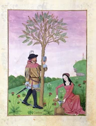 Alfazema, Hellebore, e um parente da família do pepino, ilustração do livro de medicinas simples por Mattheaus Platearius 131r