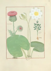 Cardo plumed, nenúfar e mamona, ilustração do livro de medicamentos simples, por Mattheaus Platearius