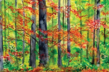 Brilho da Floresta no Outono