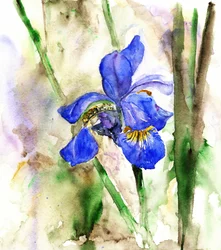 Íris azul vibrante