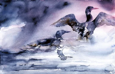Aves aquáticas ao anoitecer