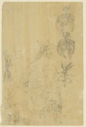Estudos de flores e mulheres de banho