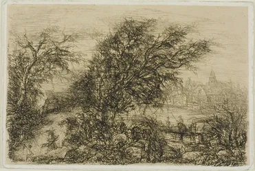 Árvores se dobrando ao vento