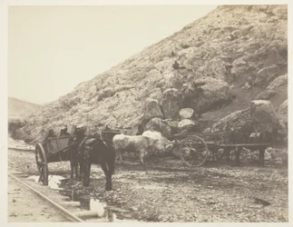 Gado e carroças, saindo de Balaklava