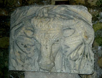Cabeça de um touro