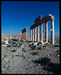 Vista dos restos de Palmyra (Fotografia)
