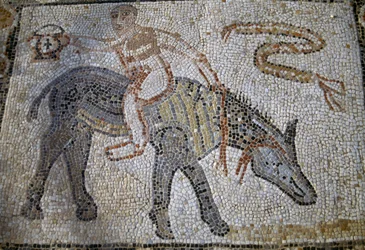 Desultor (atleta que saltou de um cavalo para outro durante a corrida) montando burro para trás e segurando kantharos (taça do vencedor), mosaico na Casa do Desultor na cidade romana de Volubilis (Lista do Património Mundial da UNESCO