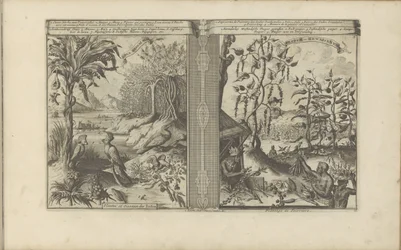 Planten, vogels en pepervelden
Loua, Ananas Musa / Plantas e Aves das Índias // Peeper-Gewassen / Pepper planting (título sobre o objecto)
As Índias Oriental e Ocidental e outros lugares (título da série)