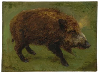 Javali (óleo sobre tela)
