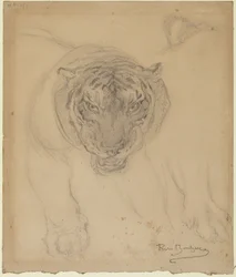 Tigre, com esboço de pata, verso: esboço da cabeça de um tigre