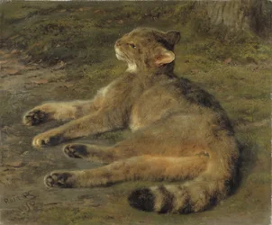 Gato Selvagem, 1850
