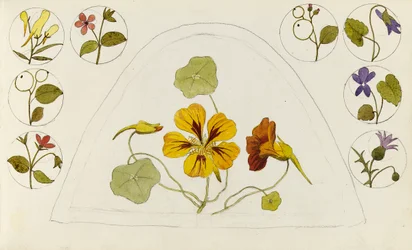 Desenhos com capuchinhas e outras flores