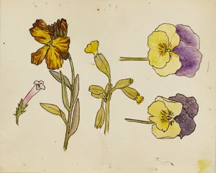 Estudo de flores - amor-perfeito, flor de parede