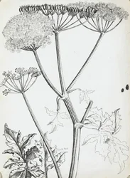 Salsa de vaca