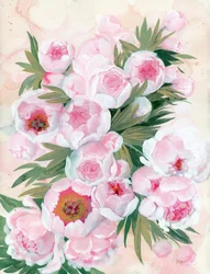 Peónias em flor, com tons rosados