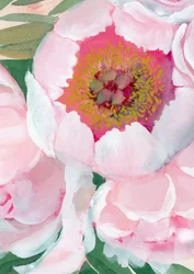 Flor de peónia rosa