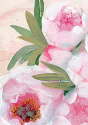 Peónias em flor pintadas a aguarela