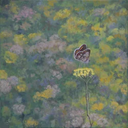 Brown Argus (depois da foto de Sara Crow)
