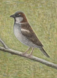 Pardal, 2008 (óleo sobre madeira)