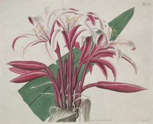A revista botânica ou jardim de flores exibido: Stately Crinum