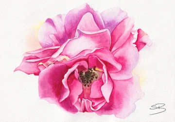 Rosa em flor