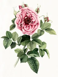 Rosa em flor