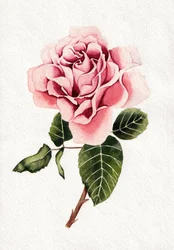 Elegante flor de rosa rosa