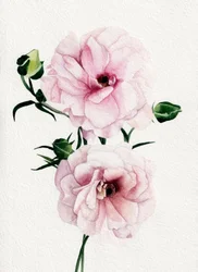 Flores em aquarela rosa