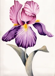 Íris roxa vibrante