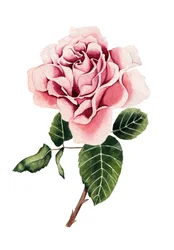 Rosa em aquarela