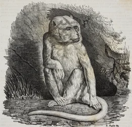 Macaco albino no Jardin des Plantes, jardim botânico de Paris, França, litografia de Salvatore Puglia de Poliorama Pittoresco, n 23, 14 de Janeiro