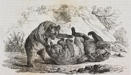 Bears of Asturias, Espanha, litografia de Salvatore Puglia de Poliorama Pittoresco, n 9, 7 de Outubro