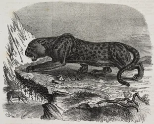 Pantera Negra no Jardin des Plantes, jardim botânico de Paris, França, litografia de Salvatore Puglia de Poliorama Pittoresco, n 26, 4 de Fevereiro