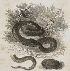 Variedade negra de víbora-comum, cauda e pequena víbora enrolada sobre si mesma como no ventre materno, litografia de Salvatore Puglia de Poliorama Pittoresco, n.º 27, 8 de fevereiro