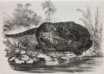 Caimão e jaguar, litografia de Salvatore Puglia de Poliorama Pittoresco, n 16, 25 de Novembro