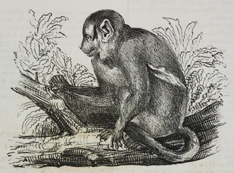 Night monkey douroucoulis (Aotus trivirgatus), litografia de Salvatore Puglia de Poliorama Pittoresco, n 46, 25 de Junho