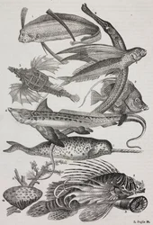 Criaturas oceânicas: 1 Dattiloftera, 2 Syngnathus, 3 Pegasus, 4 Trachypterus, 5 Chaetodon, 6 Rabbit fish, 7 Unicorn (narwhal), 8 Flying Pteroids, 9 Attinia