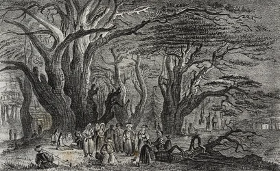 Velhos cedros do Líbano em Tyre, Líbano, litografia de Salvatore Puglia de Poliorama Pittoresco, n 25, 28 de Janeiro
