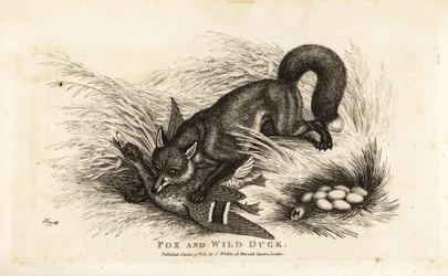 A raposa ataca uma pata e o seu ninho de ovos