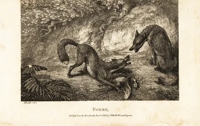 Raposa com galinha morta a lutar contra outra raposa