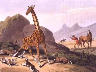 Hunting the Camelopard, gravado por Matthew Dubourg (fl.1785-1820), publicado por Edward Orme